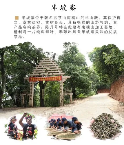 2021年南糯山半坡老寨古樹秋茶品鑒！