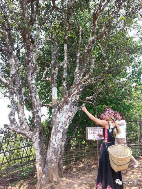 2021年帕沙古樹秋茶價格是多少？