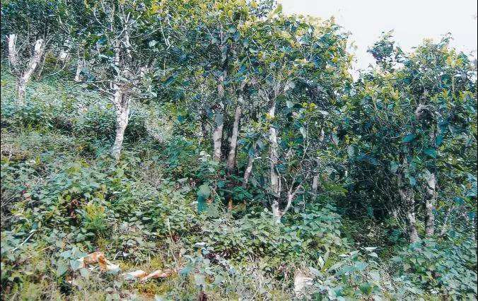 2022年須立貢茶普洱茶繞不開的古茶山！