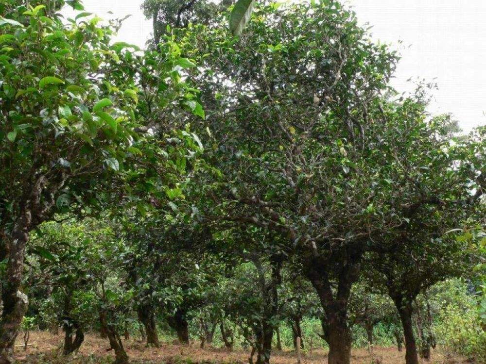 2022年須立貢茶為何備受皇室青睞!揭秘！