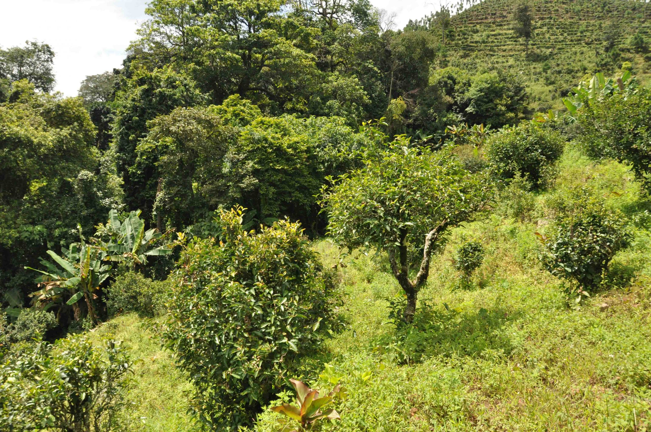 2022年迷倒皇帝的貢茶-迷帝古樹春茶特點(diǎn)？