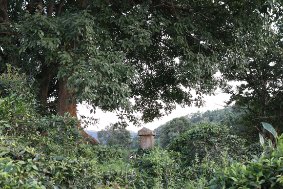 2022年迷帝古樹春茶口感是什么？