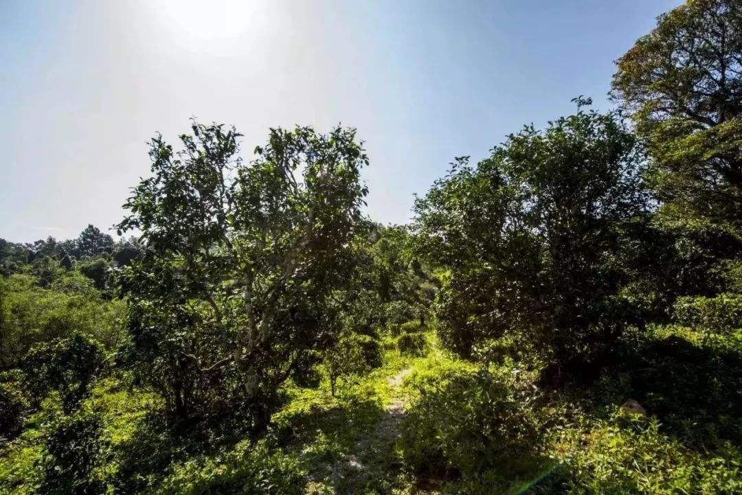 2022年迷帝古樹春茶多少錢一公斤？