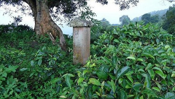 2022年迷帝古樹春茶價格？