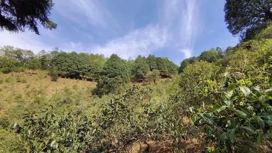 2022年墨江鳳凰窩古樹春茶口感是什么？