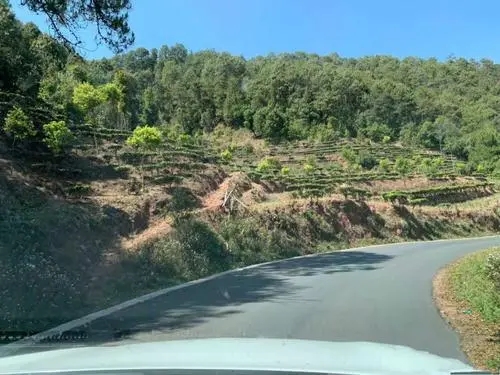 2022年墨江鳳凰窩古樹春茶價格？