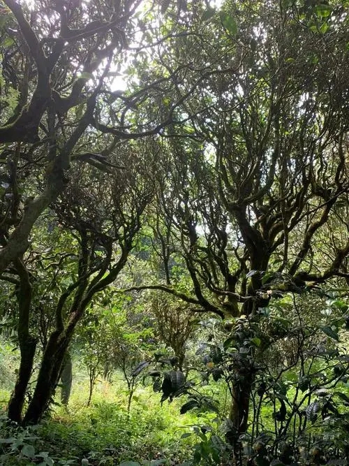 2022年墨江鳳凰窩古樹(shù)春茶多少錢(qián)一公斤？