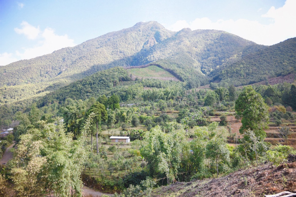 2022年景谷黃草壩古樹(shù)春茶價(jià)格？