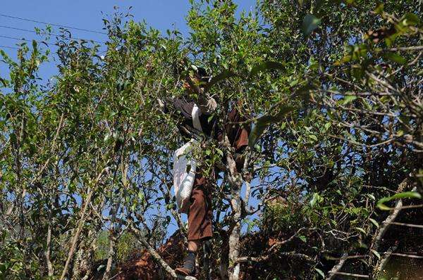 2022年景谷黃草壩古樹春茶品鑒實錄！