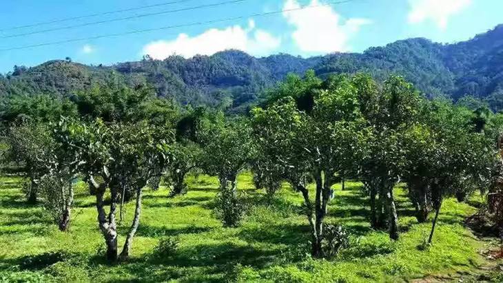 2022年景谷秧塔古樹春茶特點(diǎn)是什么？