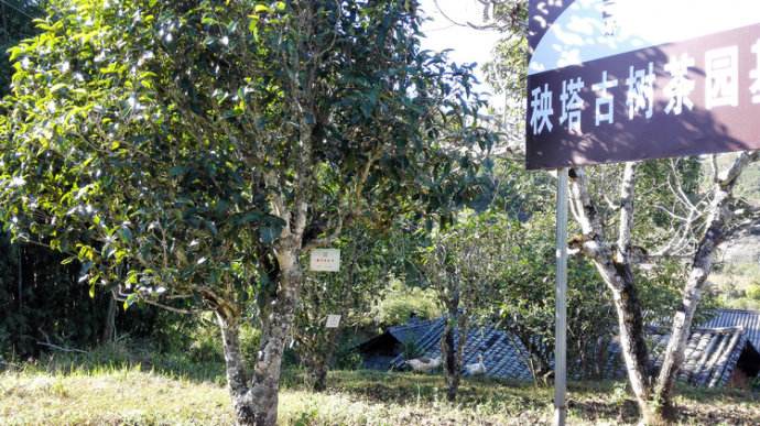 2022年景谷秧塔古樹春茶詳情介紹！