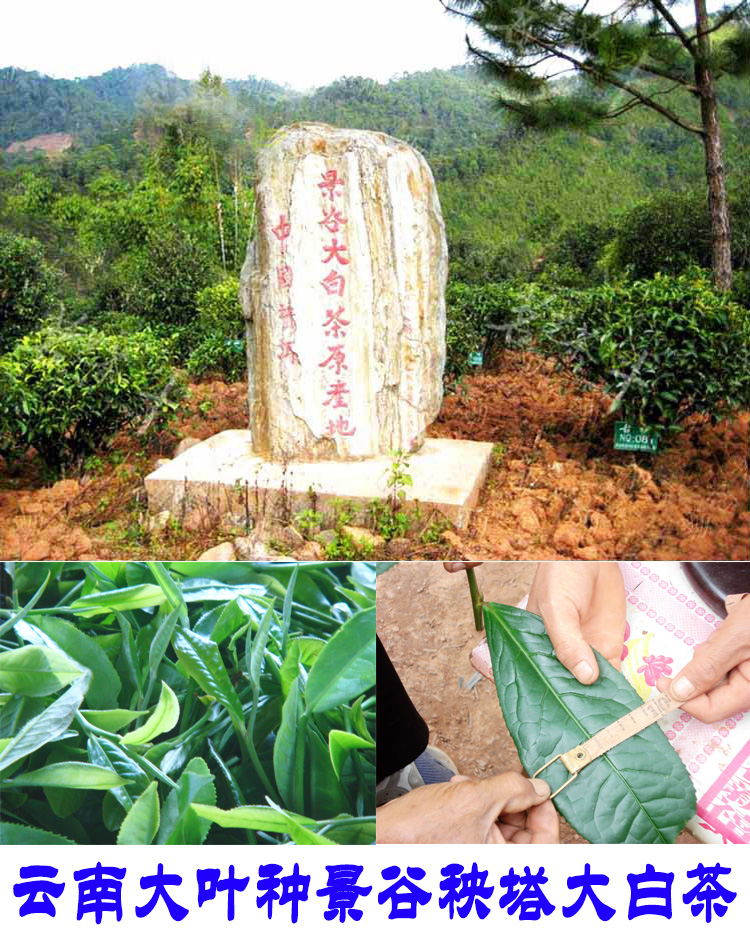 2022年景谷秧塔古樹(shù)春茶口感是什么？