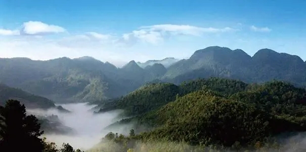 2022年景谷苦竹山古樹春茶口感？