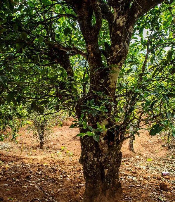 2022年景谷苦竹山古樹春茶特點是什么？