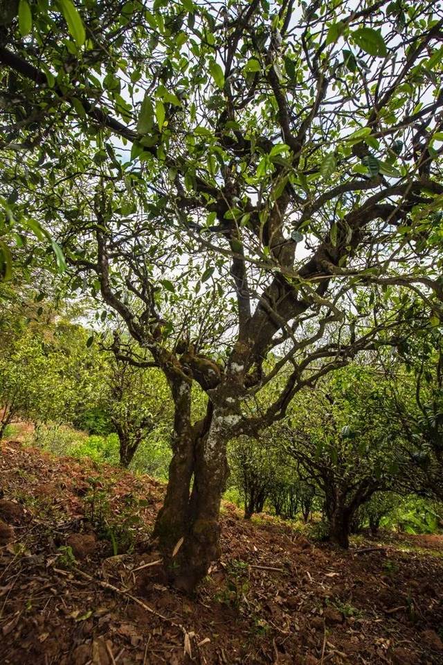 2022年景谷苦竹山古樹春茶多少錢一公斤？