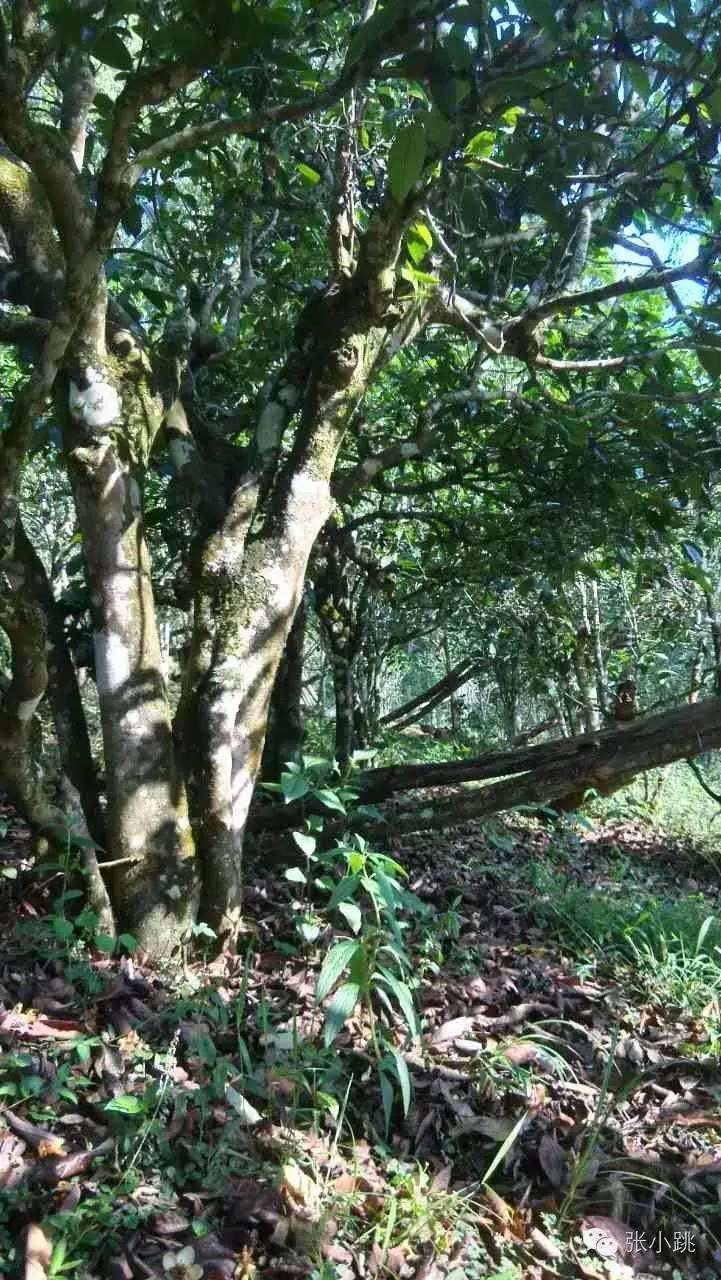 2022年景谷苦竹山古樹春茶價(jià)格多少？