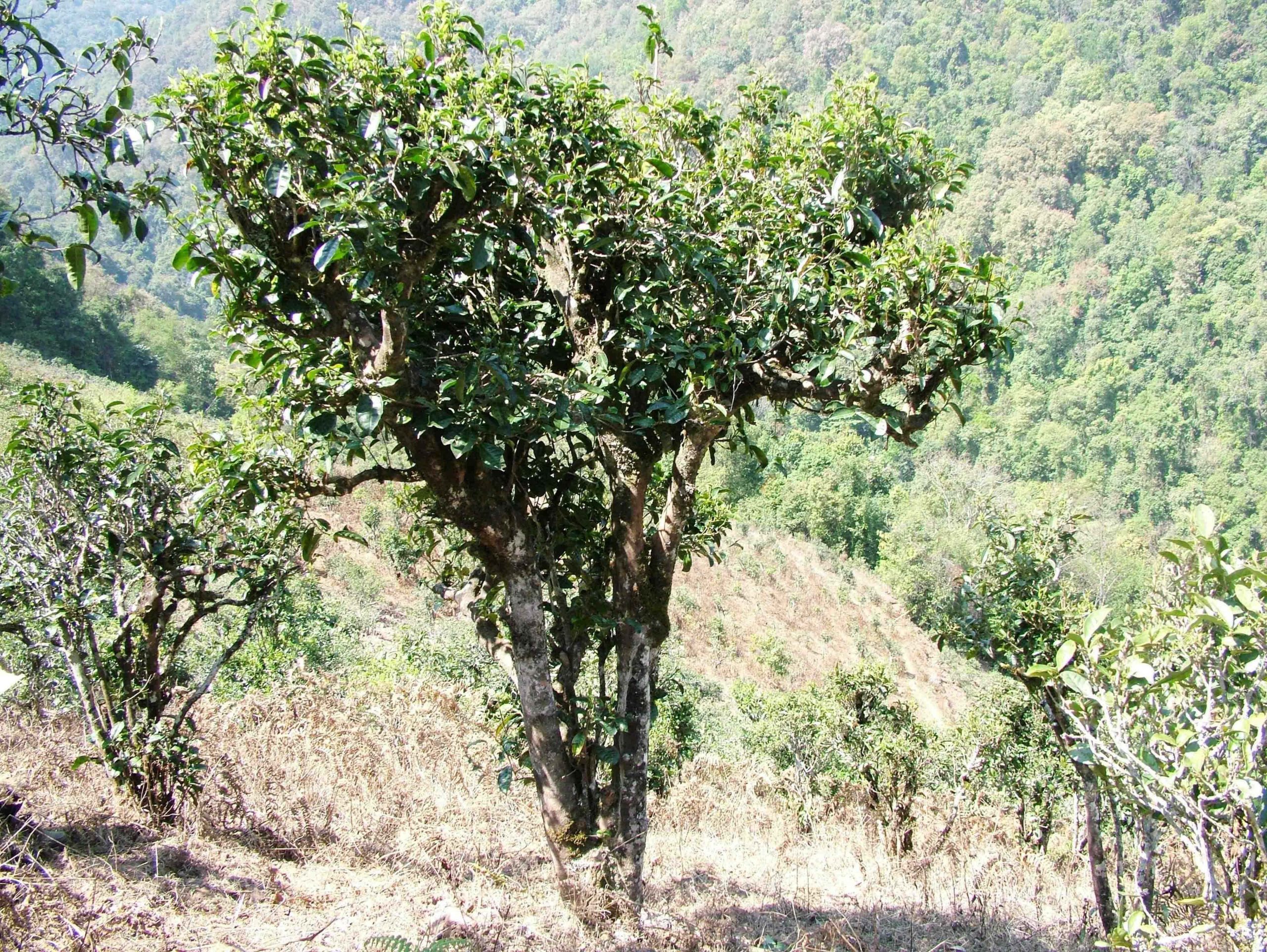 2022年景東御筆古樹(shù)春茶口感是什么？