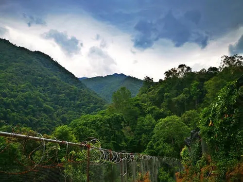 2022年景東御筆古樹(shù)春茶價(jià)格多少？