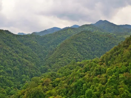 2022年無量山古樹春茶迎春“綻放”！