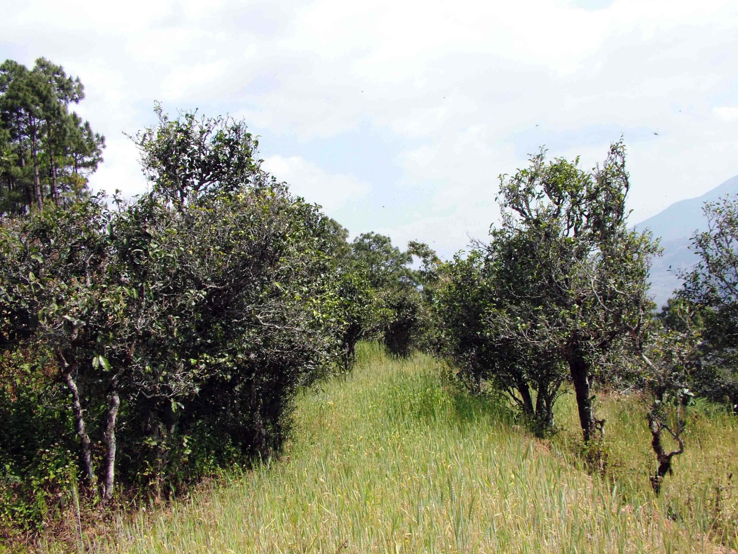 2022年景東老倉福德古樹春茶口感特點？