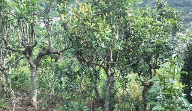 2022年景東金鼎古樹春茶口感特點？