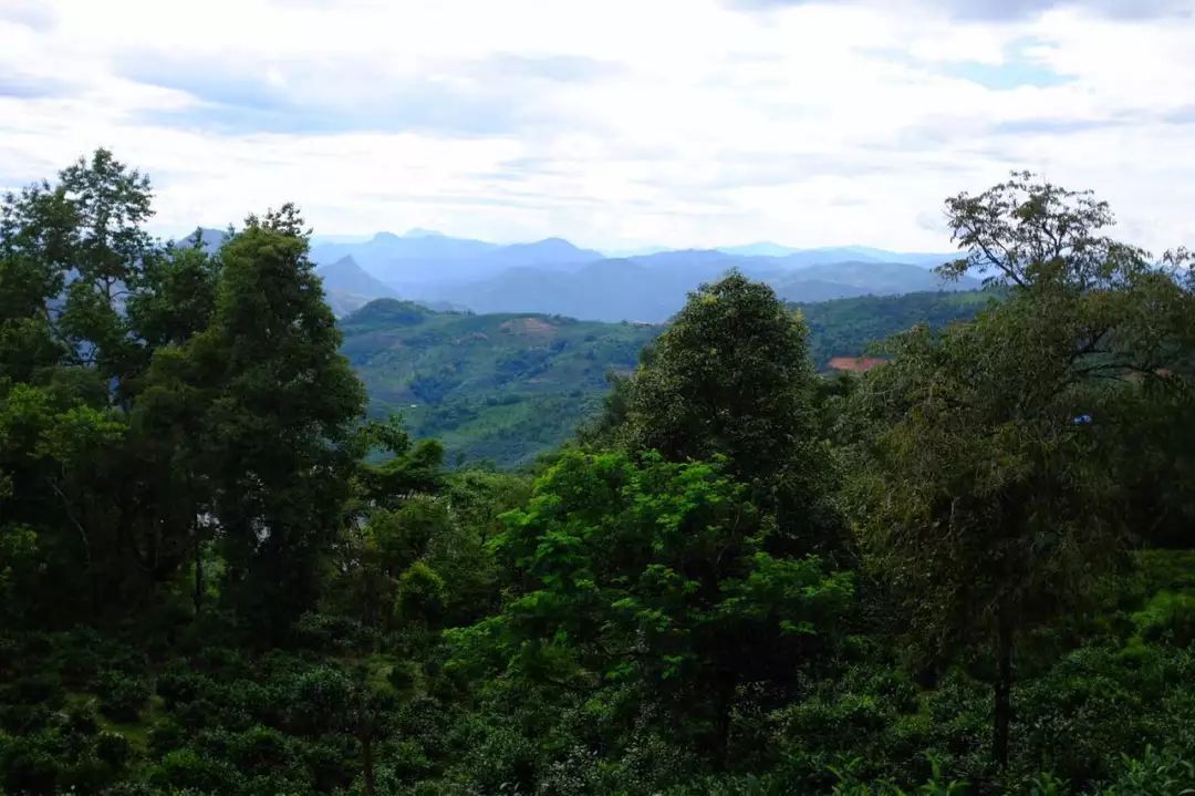 2022年景東祭茶祖 迎春茶，古樹春茶多少錢一公斤？