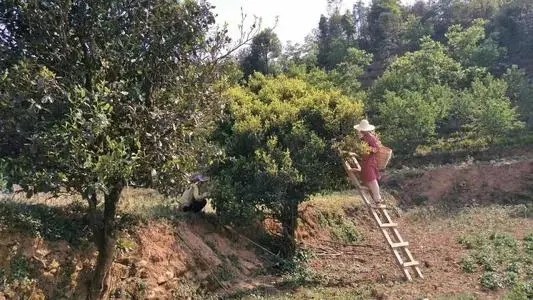 2022年鎮(zhèn)沅馬鄧古樹春茶口感是什么？