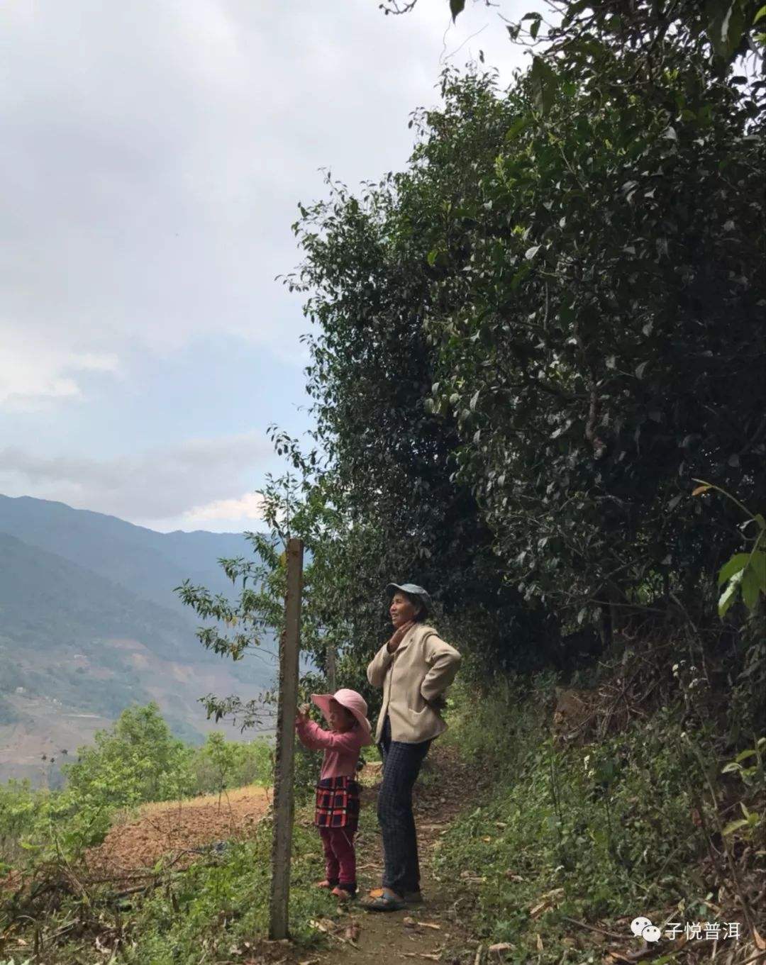 2022年鎮(zhèn)沅馬鄧古樹春茶多少錢一公斤？