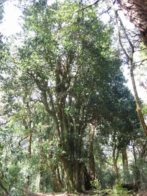 2022年鎮(zhèn)沅馬鄧古樹春茶價格是多少？