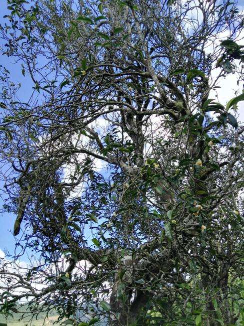 2022年鎮(zhèn)沅老海塘古樹春茶特點(diǎn)？