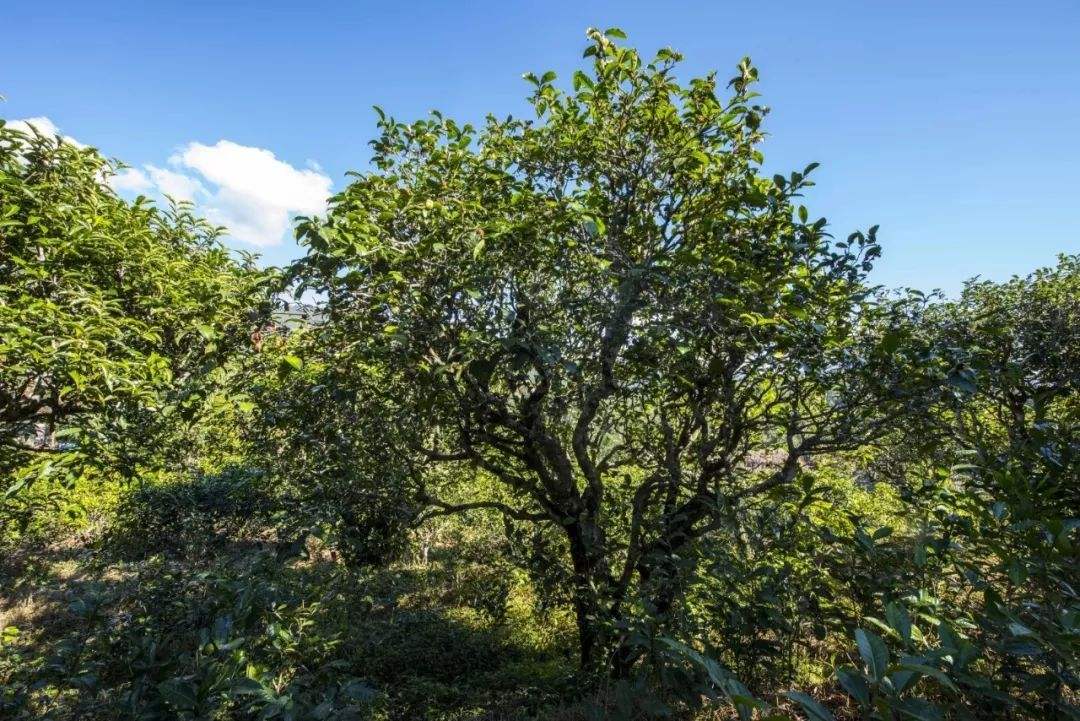 2022年鎮(zhèn)沅老海塘古樹春茶口感？