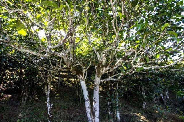 2022年鎮(zhèn)沅老海塘古樹春茶價(jià)格？