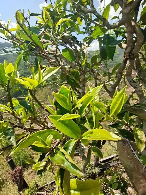 2022年鎮(zhèn)沅砍盆箐古樹春茶特點？