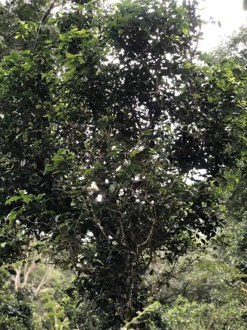 2022年鎮(zhèn)沅砍盆箐古樹春茶口感？