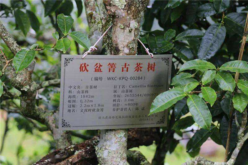 2022年鎮(zhèn)沅砍盆箐古樹春茶價格？