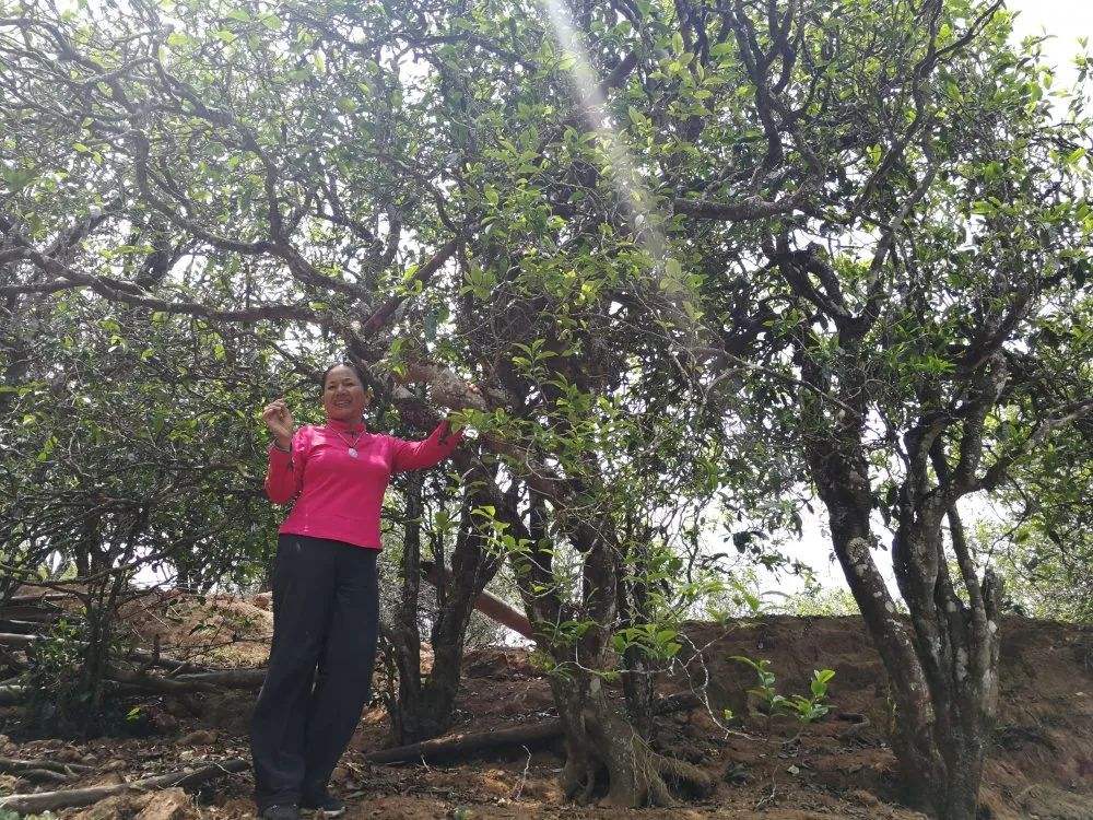 2022年鎮(zhèn)沅打筍山古樹(shù)春茶特點(diǎn)？