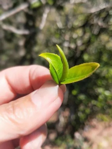 2022年野性十足的鎮(zhèn)沅打筍山古樹春茶！