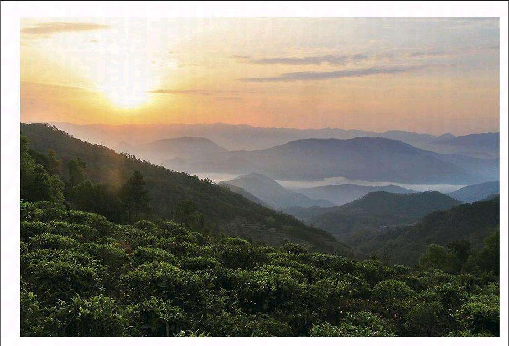 2022年鎮(zhèn)沅老烏山古樹春茶口感？