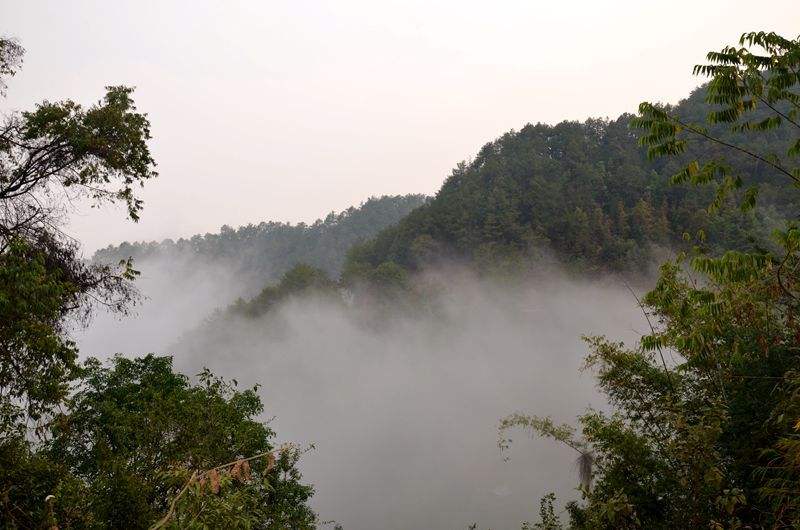 2022年鎮(zhèn)沅老烏山古樹(shù)春茶多少錢(qián)一公斤？