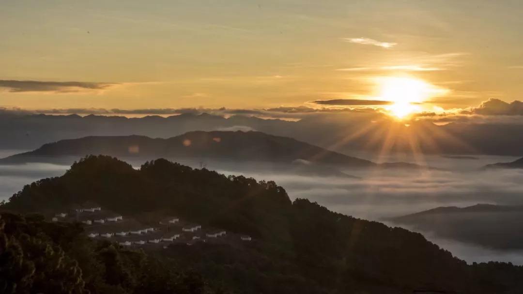 2022年別樣的味道，鎮(zhèn)沅老烏山古樹春茶