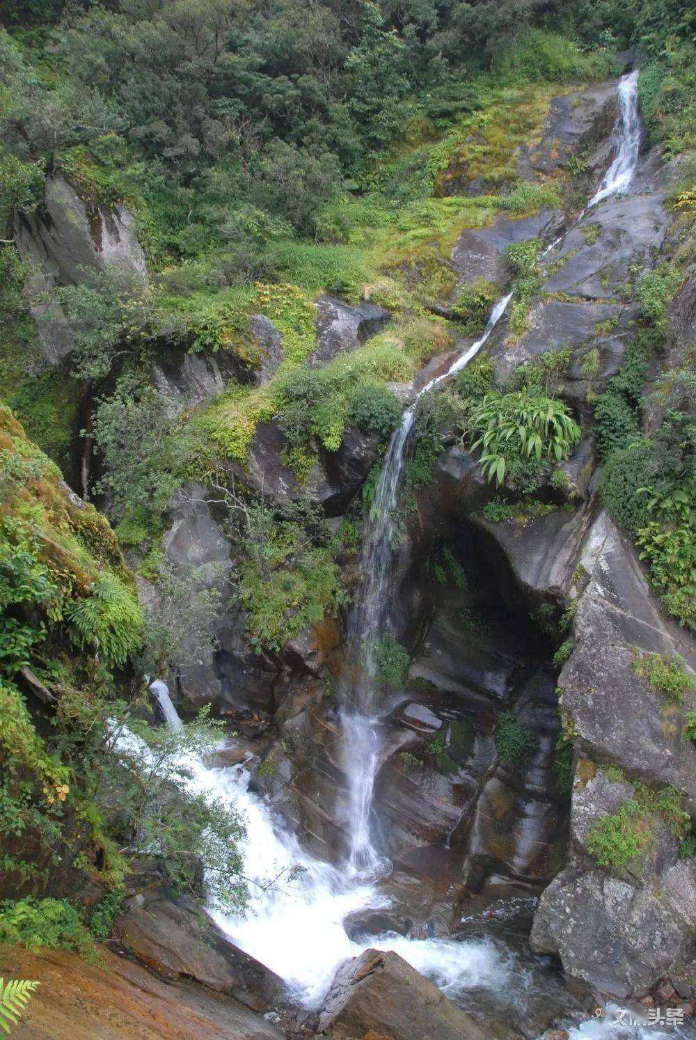 2022年鎮(zhèn)沅千家寨古樹春茶特點？