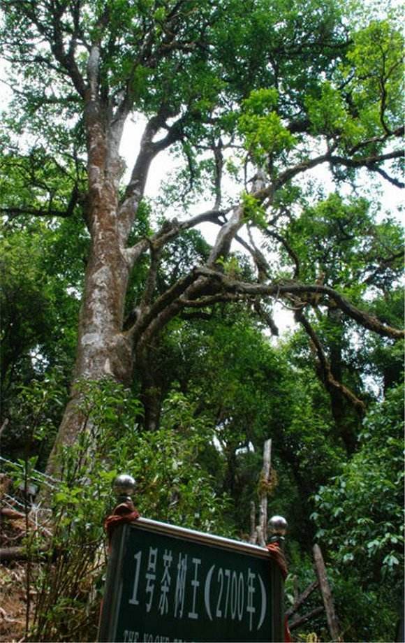 2022年鎮(zhèn)沅千家寨古樹(shù)春茶價(jià)格？