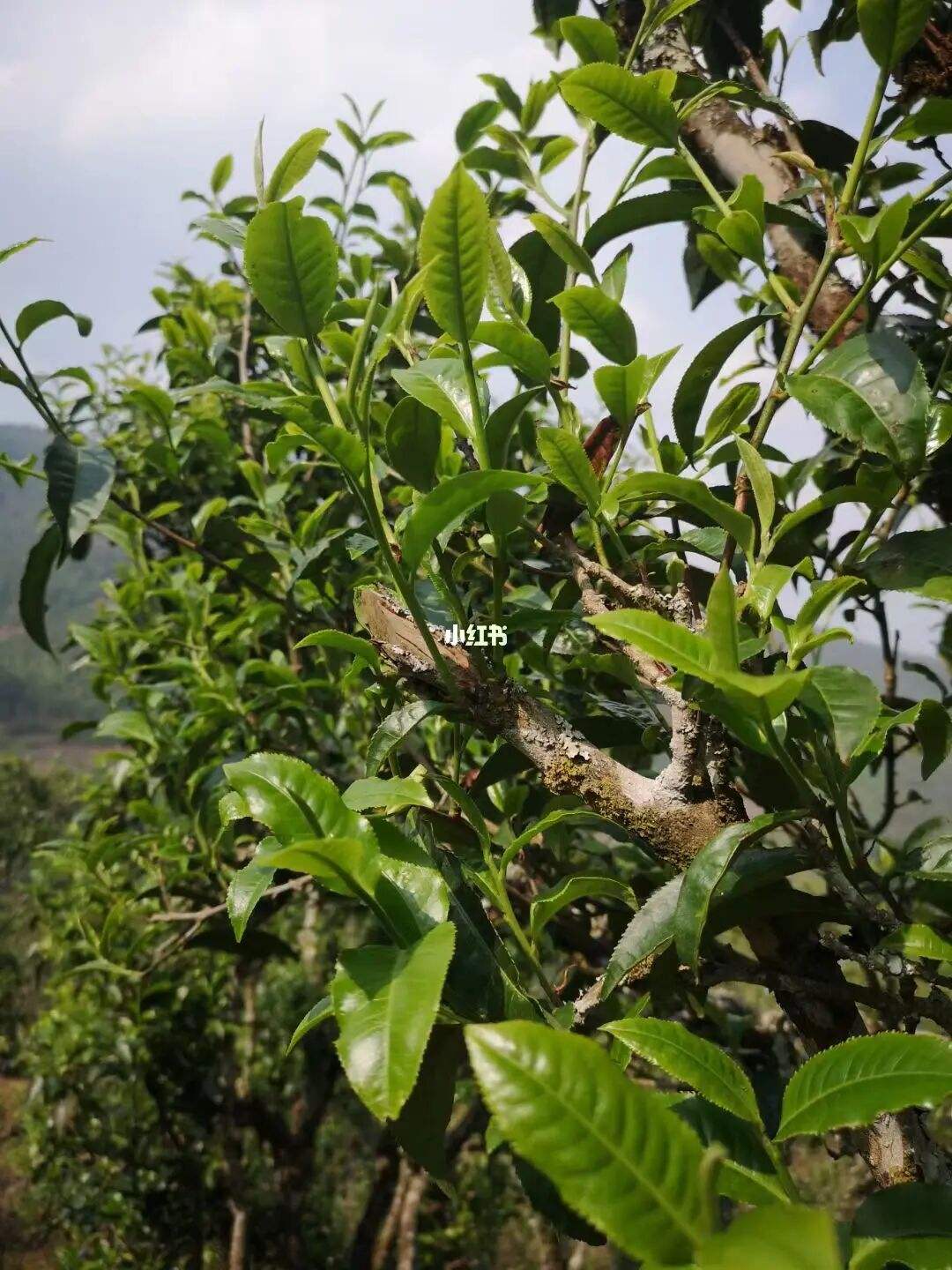 2022年寧洱擺尾箐古樹(shù)春茶口感？