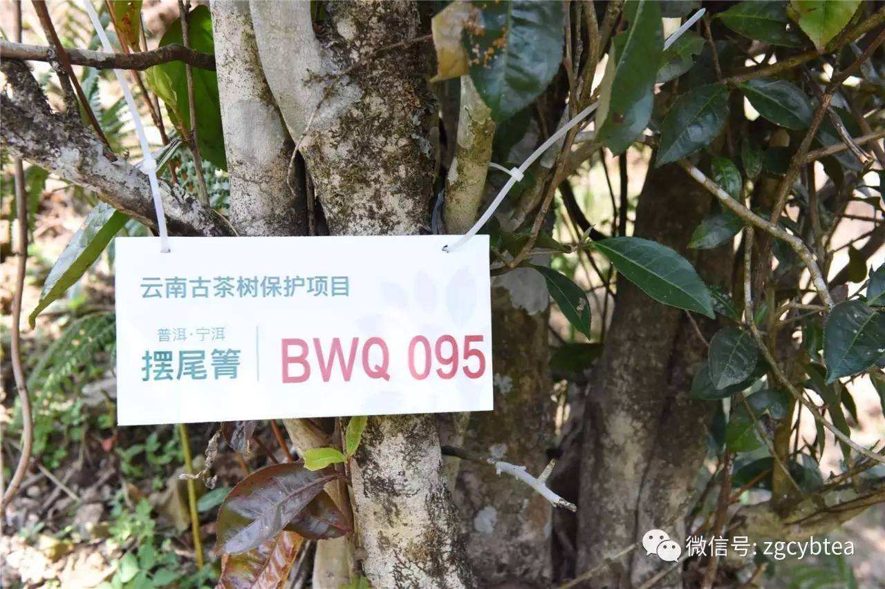 2022寧洱擺尾箐古樹春茶多少錢一公斤？