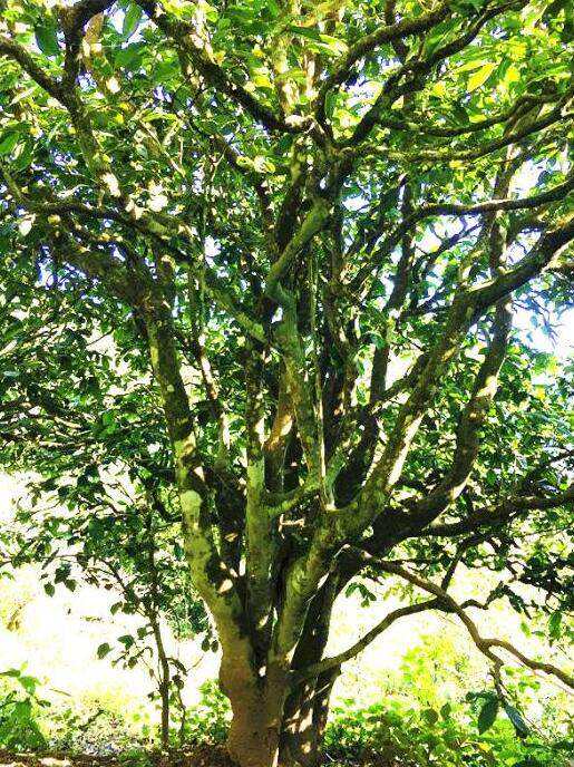 2022年這個(gè)春天，回到家鄉(xiāng)擺尾箐，與家人一起用心制茶！