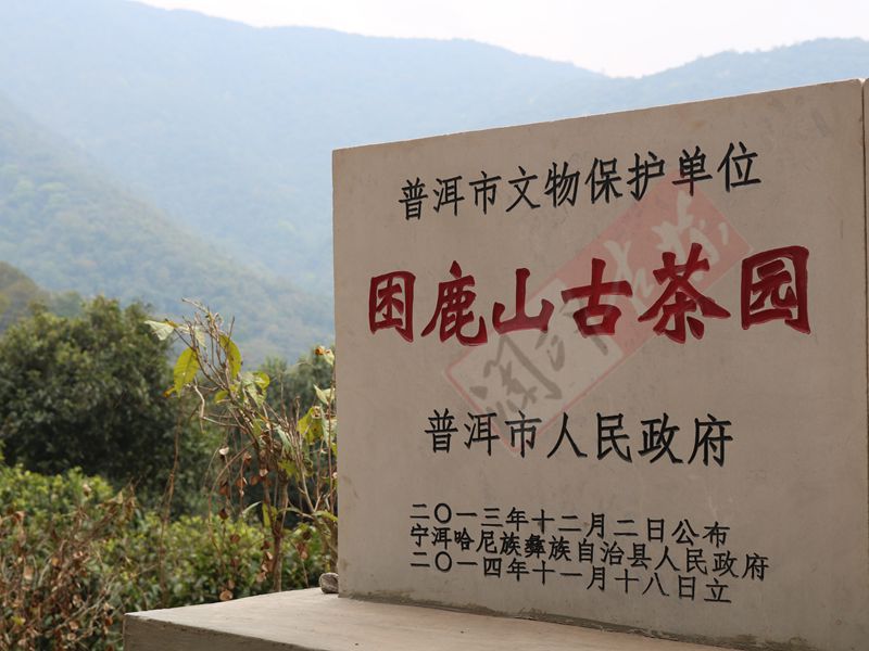 2022年困鹿山古樹春茶多少錢一公斤？