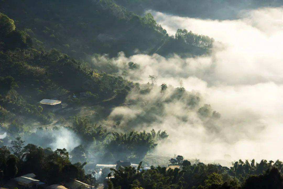 2022景邁山古樹春茶價格？