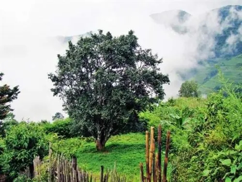 2022年邦威古樹春茶口感是什么？