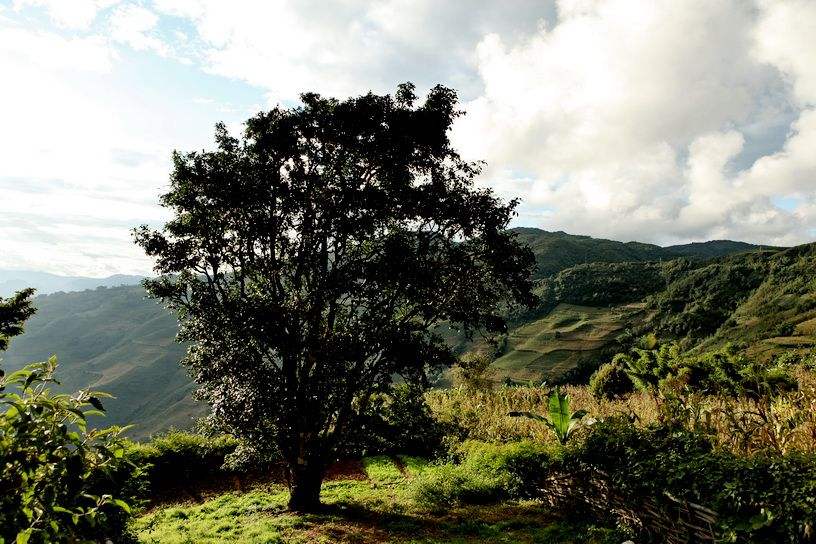 2022年邦崴古樹春茶特點(diǎn)？