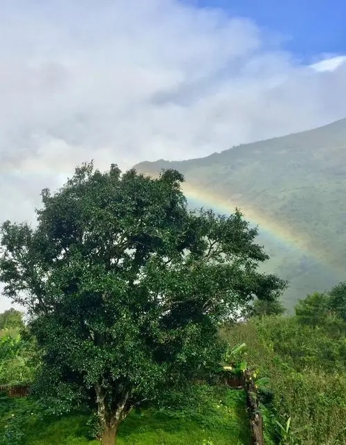 2022 年邦崴古樹春茶價格多少錢一公斤？